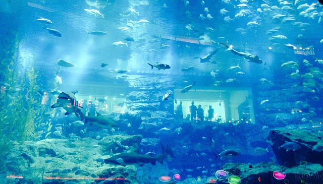 Aquarium de requin à Dubaï