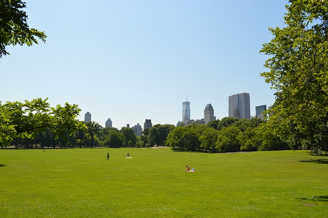 Grande pelouse verte à Central Park.