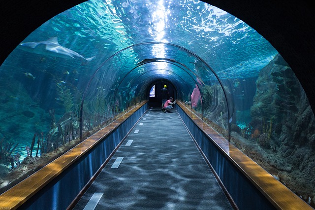 Tunnel transparent de l'aquarium de Dubaï.