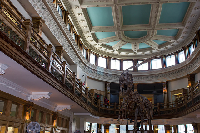 Une squelette de dinosaure debout dans un musée à Montréal.