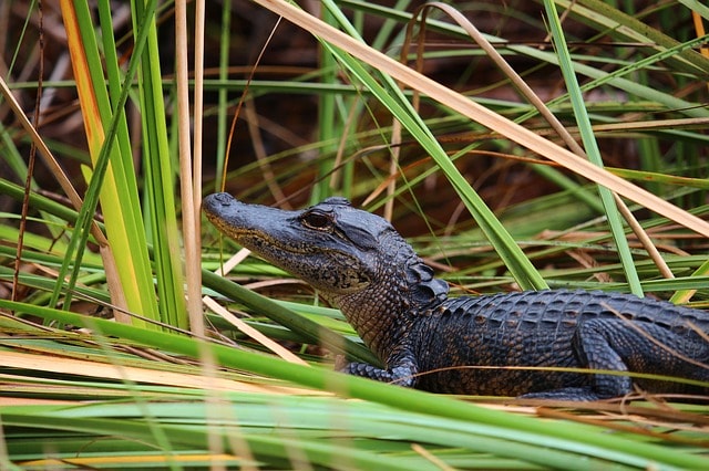 Alligator dans le Parc National Everglades à Miami.