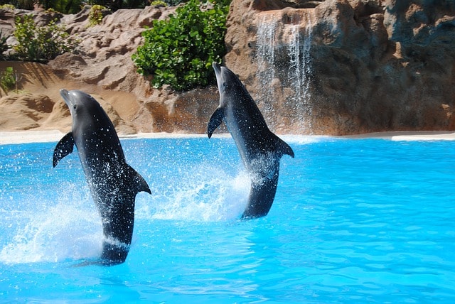 Spectacle de dauphins dans le Seaquarium à Miami : une sortie pour petits et grands.