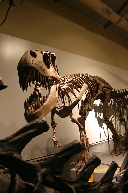 Squelette de dinosaure au musée de Brooklyn de New York.