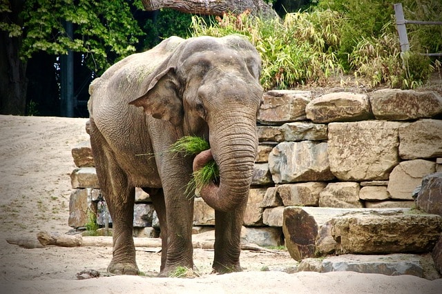 Un éléphant dans le zoo de San Francisco.