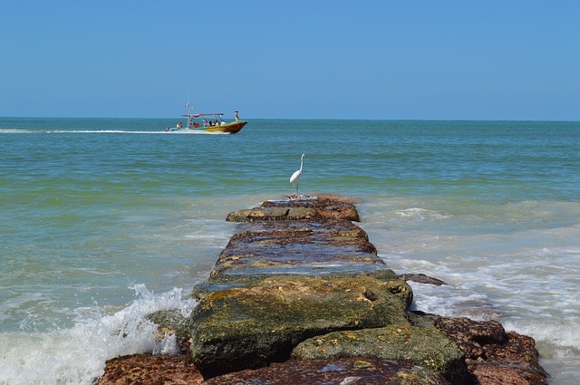 Oiseau blanc sur un rocher et bateau à moteur naviguant sur la mer.