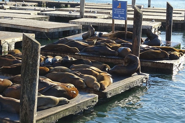 Les lions de mer se prélassent au soleil au Pier 39.