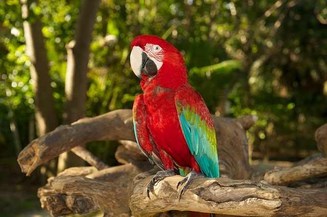 Perroquet multicolore dans un parc d'oiseaux.