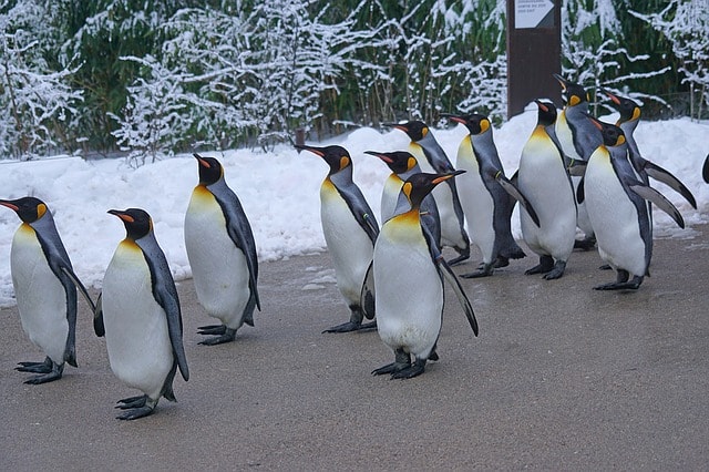 Des colonies de pingouins dans le musée Biodome à Montréal.
