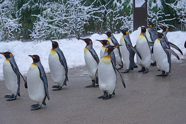Des colonies de pingouins dans le musée Biodome à Montréal.