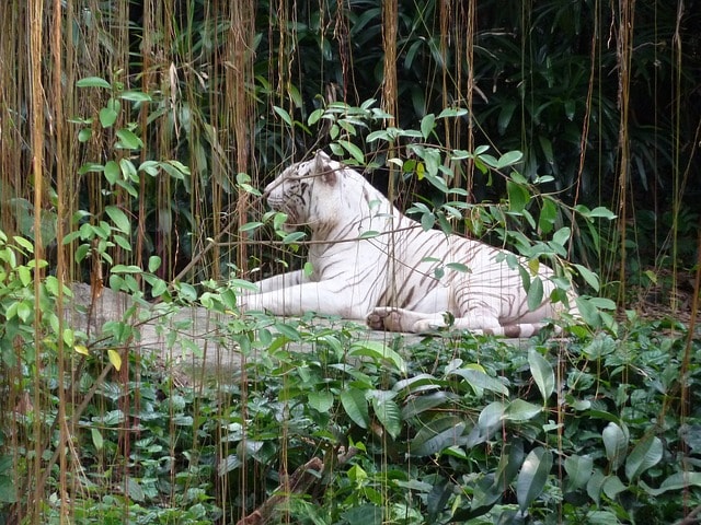 Le tigre blanc, une des stars au Zoo de Singapour.