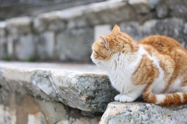 Mignon petit chat assis au sanctuaire des chats à Rome.