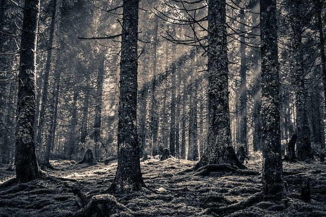 Pénétrez dans la forêt de Transylvanie : frissons garantis !