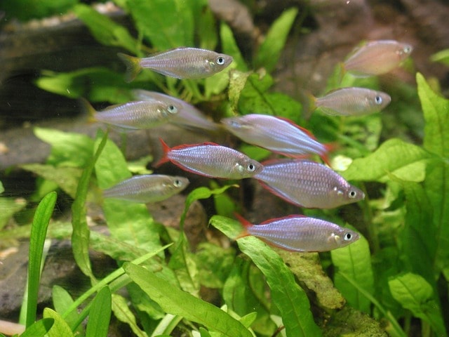 Petits poissons dans un aquarium à Prague.