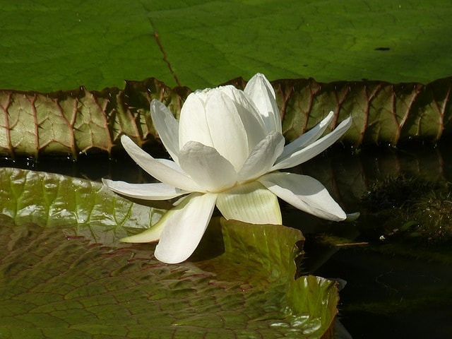 Nénuphar blanc au Hort Park à Singapour.