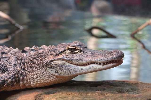 Alligator dans le parc des Everglades.