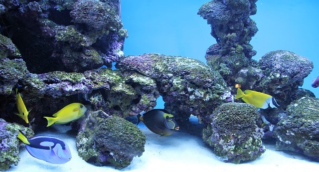 univers sous-marin avec des poissons et rochers.