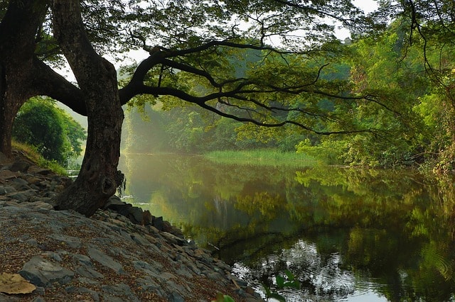 Arbre au bord d'un beau lac. vert.