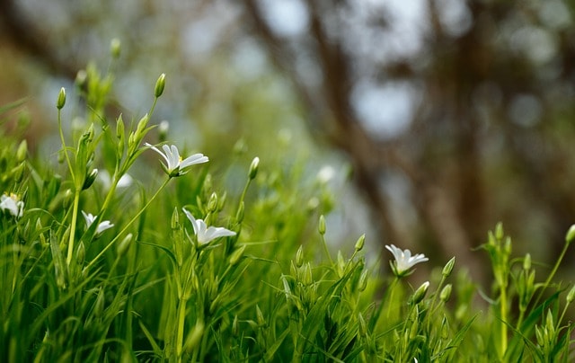 Pelouse dans un parc.