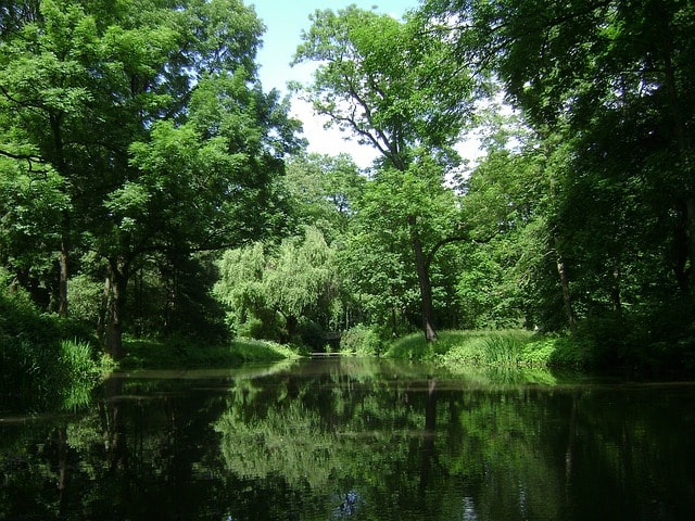 Lac entouré de plusieurs arbres.