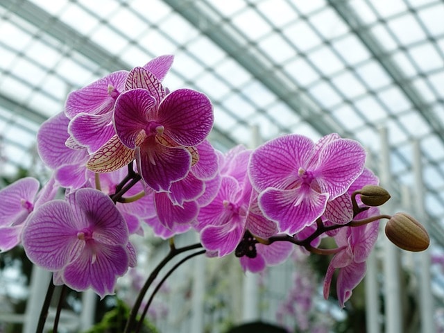 Jolies felurs d'orchidées dans une serre au Jardin botanique de Madrid.