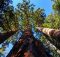 Trois séquoias géants culminant à plusieurs mètres d'altitude.