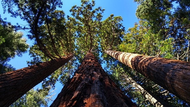 Trois séquoias géants culminant à plusieurs mètres d'altitude.