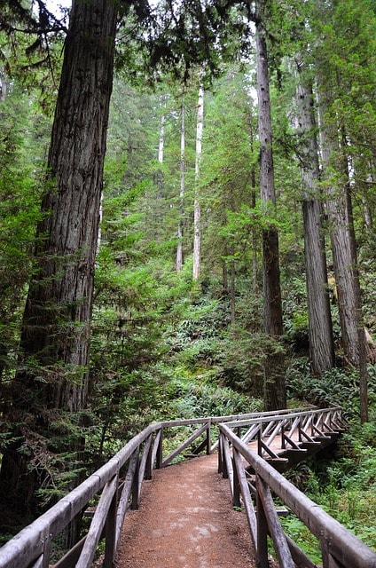 Sentier de randonnée au Sequoia National Park.