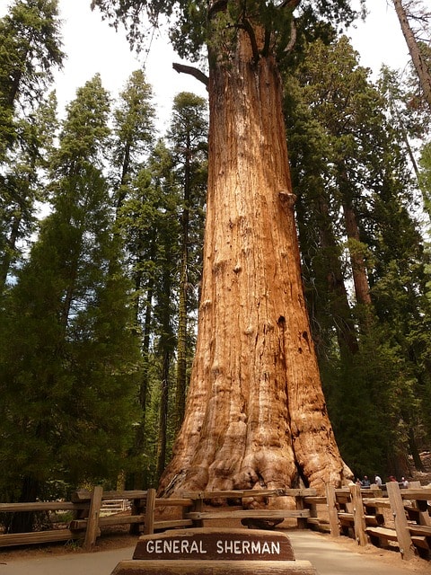 General Sherman, le plus grand séquoia géant.