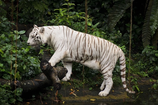Tigre blanc dans un parc.