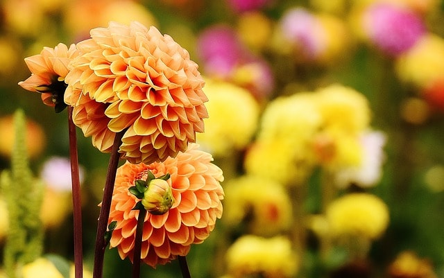 Jolies fleurs orange et jaune dans un parc.