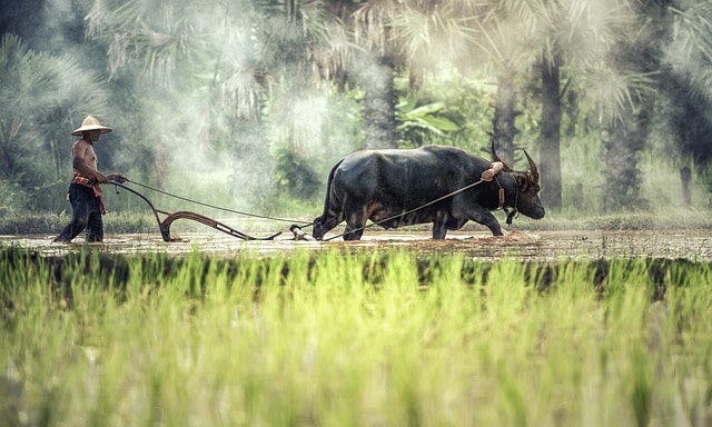 Homme travaillant dans les champs avec un boeuf.