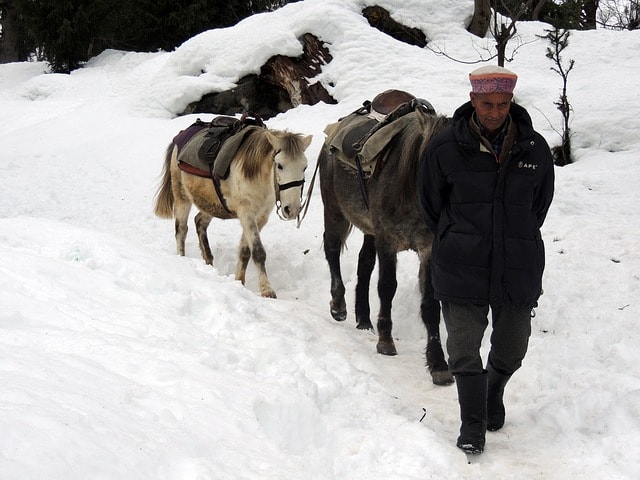 Homme emmenant une troupe de mulets dans la neige.