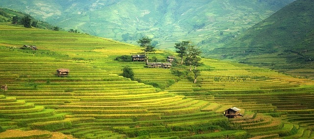 Paysage de rizières en terrasse.