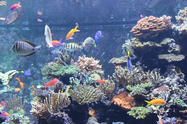 Aquarium à Sentosa.
