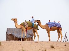 Dubaïote sur le dos d'un dromadaire dans le désert.