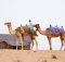Dubaïote sur le dos d'un dromadaire dans le désert.