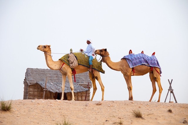 Dubaïote sur le dos d'un dromadaire dans le désert.