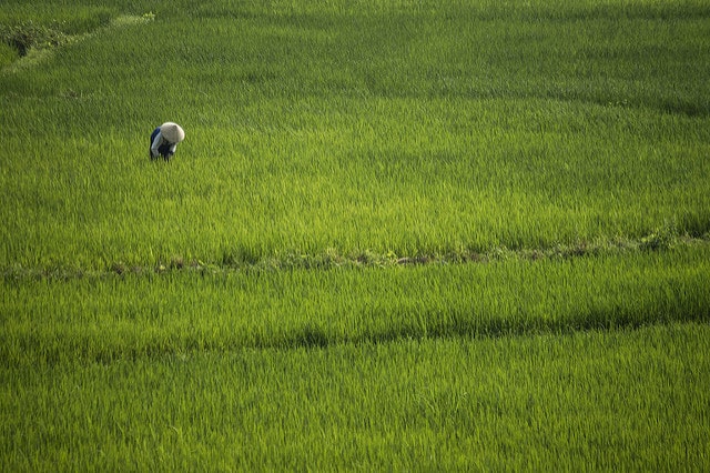 Des rizières à perte de vue près de Hoi An, et un chapeau conique au loin