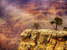 Vue imprenable sur le Grand Canyon en Arizona, avec des arbres au premier plan