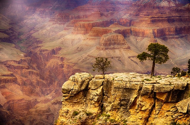 Vue imprenable sur le Grand Canyon en Arizona, avec des arbres au premier plan