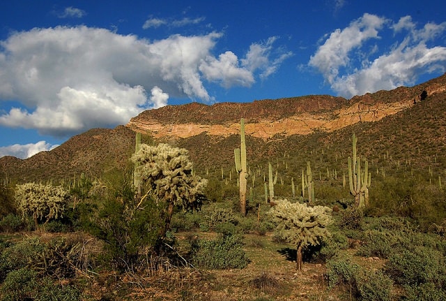 Les immenses cactus du parc national de Saguaro, en Arizona
