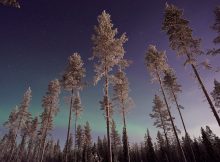 une aurore boréale au milieu d'une forêt en laponie