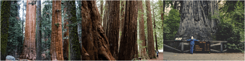 Différentes vues sur le Sequoia National Park.