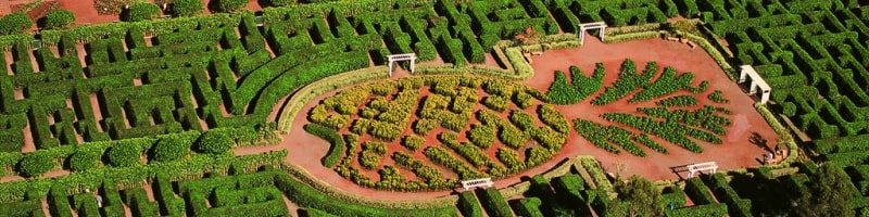 La plantation d'ananas - Dole Plantation