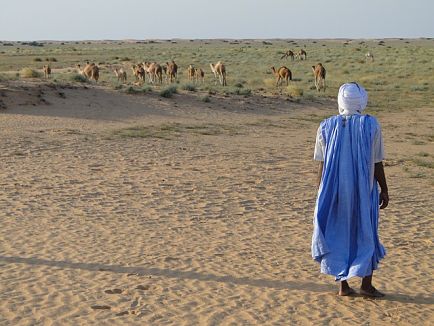 Aller à la rencontre des chameaux dans le désert avec un billet d'avion pour la Mauritanie.