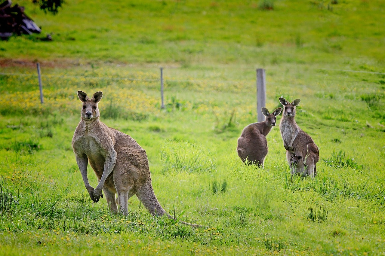 Un vol Australie pas cher avec Algofly illustré par de célèbres kangourou se tenant sur leurs deux pattes arrières.