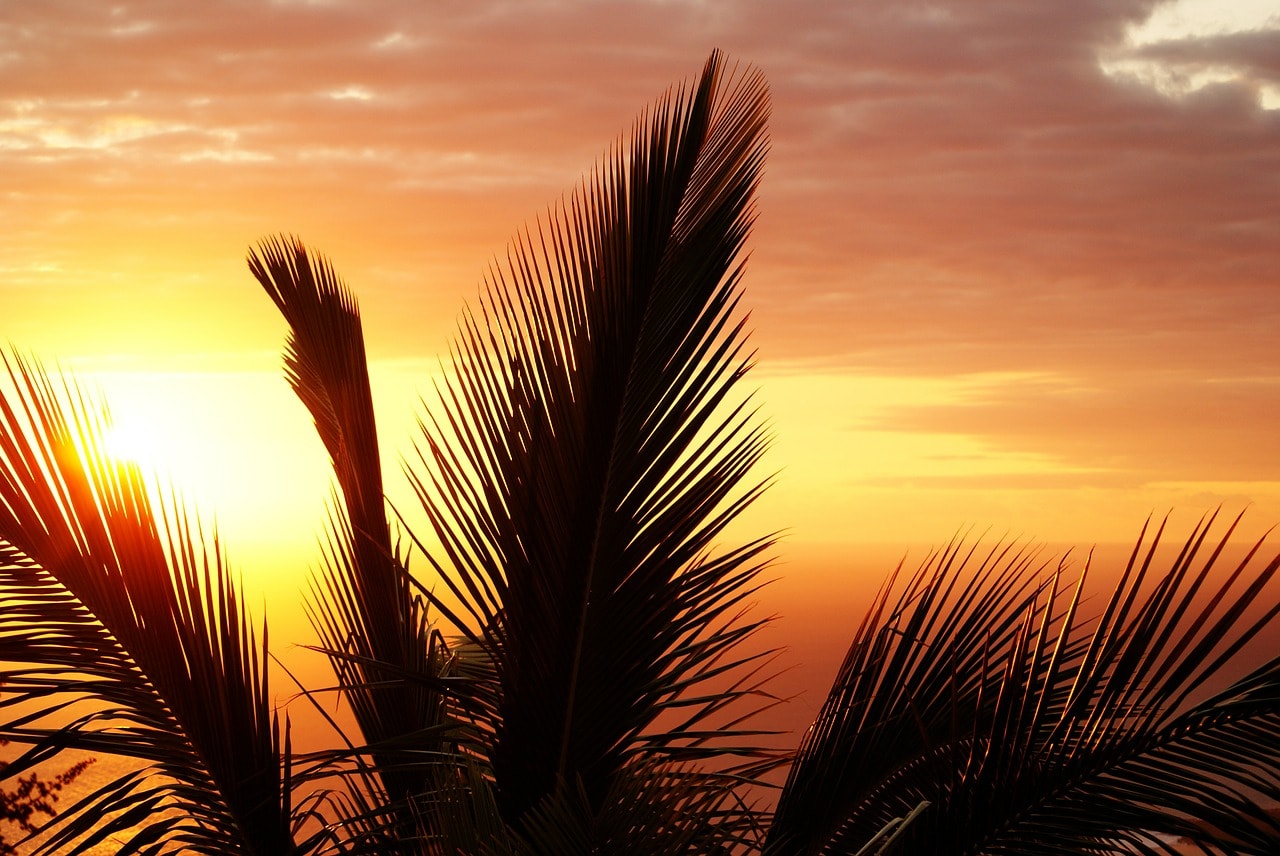 Un vol Comores pas cher avec Algofly illustré par un coucher de soleil à travers une feuille de palmier.