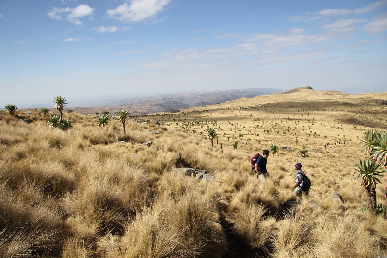 Un vol Ethiopie pas cher avec Algofly illustré par une plaine d'herbes longue et jaune parsemée de petit palmiers.