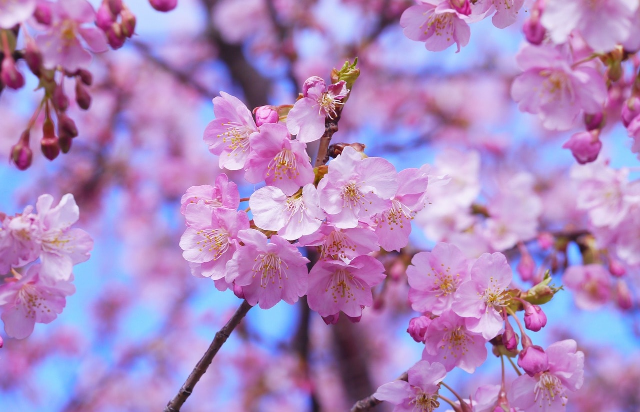 Un vol Japon pas cher avec Algofly illustré par des cerisiers japonais en fleur pendant le hanami.
