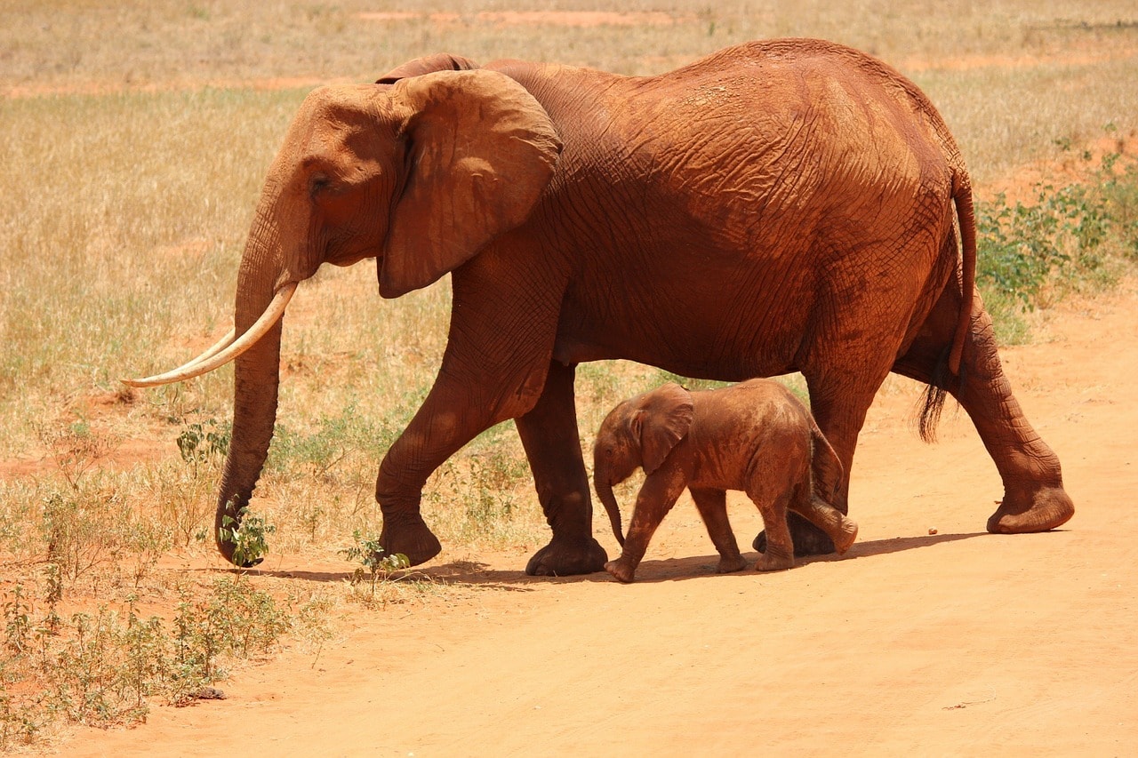 Un vol Kenya pas cher avec Algofly illustré par une éléphante et son éléphanteau sur une terre orangée.